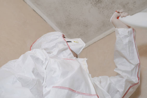 Best Industrial Mold Remediation  in Binghamton University, NY